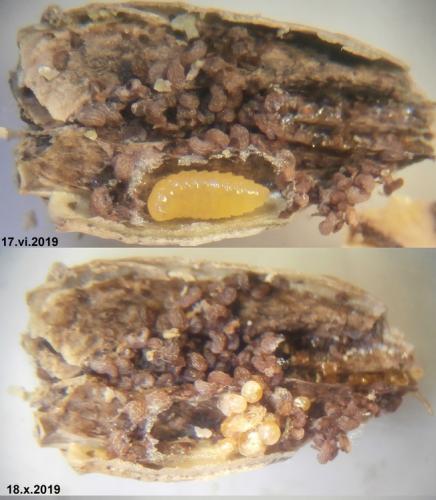 Pyemotes tritici